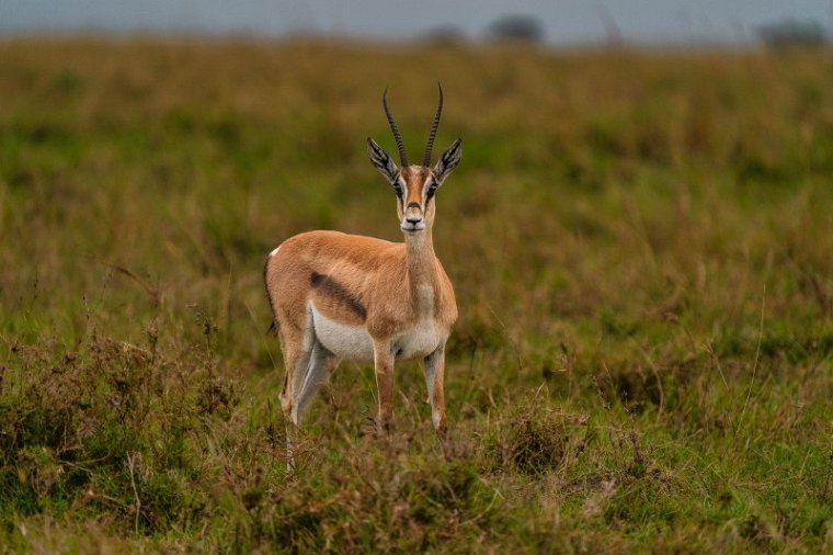 073 Masai Mara, grantgazelle.jpg